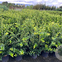 Ligustrum j. 'Texanum' 150-175 cm draadkluit struik