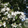 Malus 'Butterball' 350-400 cm draadkluit meerstammig op aanvraag