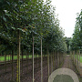 Malus 'Rudolph' 16-18 HO draadkluit
