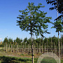 Phellodendron amurense 14-16 HO draadkluit