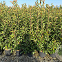 Photinia fraseri 'Red Robin' 100-125 cm 10L