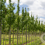 Prunus schmittii 10-12 HO draadkluit