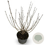 Syringa meyeri 'Palibin' 40-50 cm 4,0L