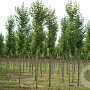 Tilia cordata 'Roelvo' 18-20 HO draadkluit
