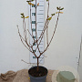 Viburnum burkw. 'Anne Russell' 50-60 cm 5,0L