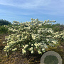Viburnum plic. 'Grandiflorum' 175-200 cm draadkluit struik op Stam