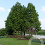 Taxodium distichum 100-125 cm 7,5L