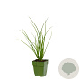 Allium tuberosum GM  P11