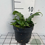 Asplenium scolopendrium GM 2,0L