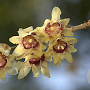 Chimonanthus praecox 175-200 cm draadkluit struik op Stam