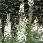 Epilobium ang. 'Album' GM P9