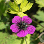 Geranium procurrens 'Sandrine' GM P9
