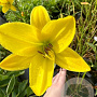 Hemerocallis 'Lemon Bells' GM P9