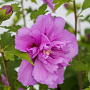 Hibiscus syr. French Cabaret Purple 40-50 cm 7,5L