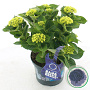 Hydrangea m. Music C. B. B.woogie 30-40 cm 5,0L blauw