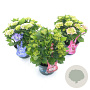 Hydrangea m. Music Collection Mix 30-40 cm 5,0L