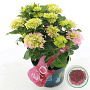 Hydrangea m. Music Coll. Pink Pop 30-40 cm 5,0L met knop