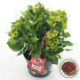Hydrangea m. Music Coll. Red Reggae 30-40 cm 5,0L rood