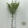 Hydrangea pan. Candlelight 70 cm stam 5,0L
