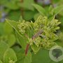 Hydrangea pan. 'Grandiflora' 30-40 cm 3,0L