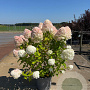 Hydrangea pan. 'Limelight' 100-125 cm 20L