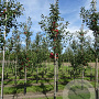 Malus 'Red Sentinel' 120 cm stam 7,5L