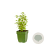 Ocimum basilicum GM  P11