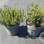 Pinus mugo 30-40 cm 10L