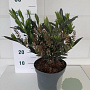 Prunus l. 'Otto Luyken' 35-40 cm 5,0L
