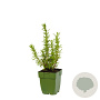 Rosmarinus officinalis GM  P11