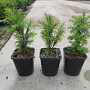 Taxus baccata 20-25 cm P11