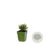Thymus faustinoi GM  P11