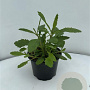 Verbena bonariensis GM 2,0L