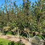 Viburnum bodn. 'Charles Lamont' 200-250 cm draadkluit struik