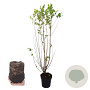 Ligustrum ovalifolium 80-100 cm 2,5L