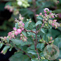 Symphoricarpos doorenbosii 'Magical Candy' 30-40 cm 3,0L
