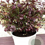 Vaccinium c. Cabernet Splash 10-15 cm 2,0L