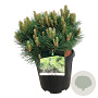 Pinus nigra 'Nana' 40-50 cm 15L