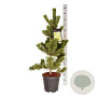 Pinus nigra 'Oregon Green' 80-100 cm 15L