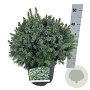 Picea omorika 'Nana' 30-40 cm 6,5L