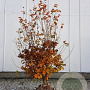 Parrotia persica 175-200 cm container meerstammig