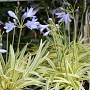Agapanthus 'Golden Drop' GM P9