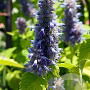 Agastache rugosa 'Golden Jubilee' GM P9