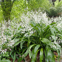 Arthropodium cirrhatum GM P9