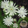 Astrantia m. Mag. Diamonds White GM P9