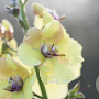 Baptisia 'Carolina Moonlight' GM P9