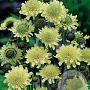 Cephalaria gigantea GM P9