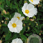 Cistus hybridus GM 2,5L