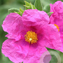 Cistus pulverulentus GM 2,5L