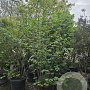 Corylus avellana 250-300 cm cont. 110L